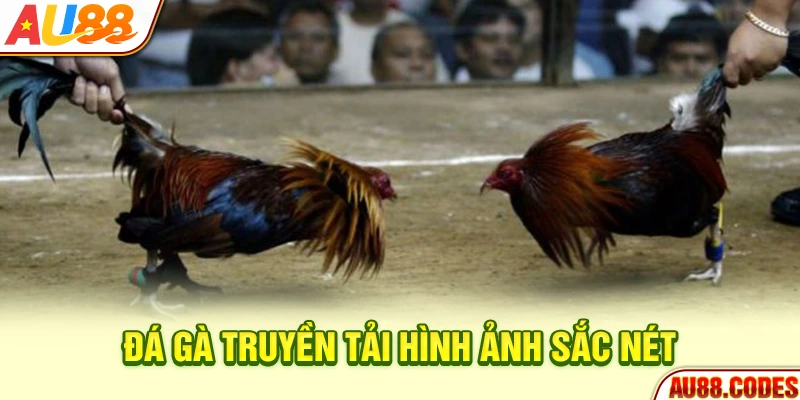 Đá gà truyền tải hình ảnh sắc nét